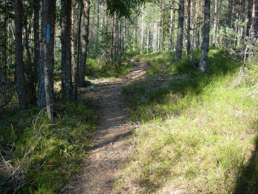 2014_Odalsløp_terreng