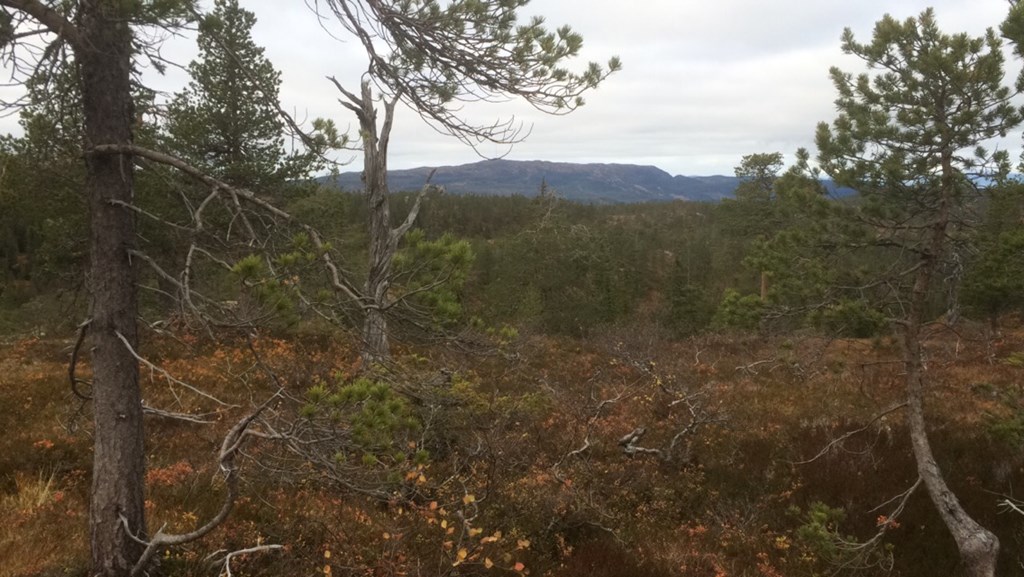 Flå IL - Trim/Mosjon