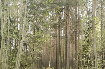KM Terrengløp 23.05.2021