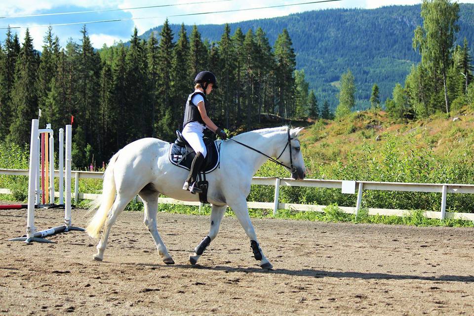 Sprangstevne  Dressurstevne