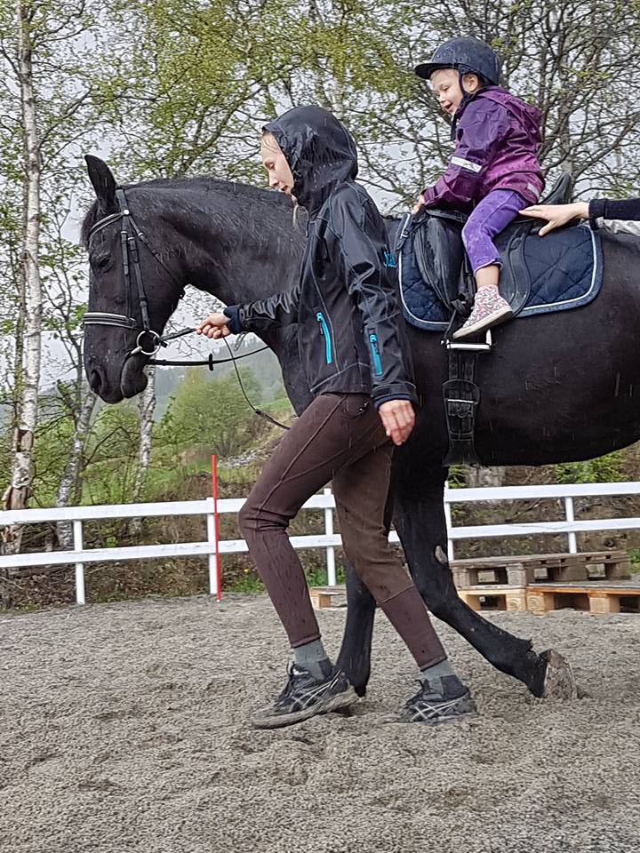 Brukshestkonkurranse i 2017