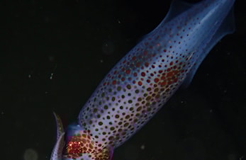 Dykking i Oslofjorden