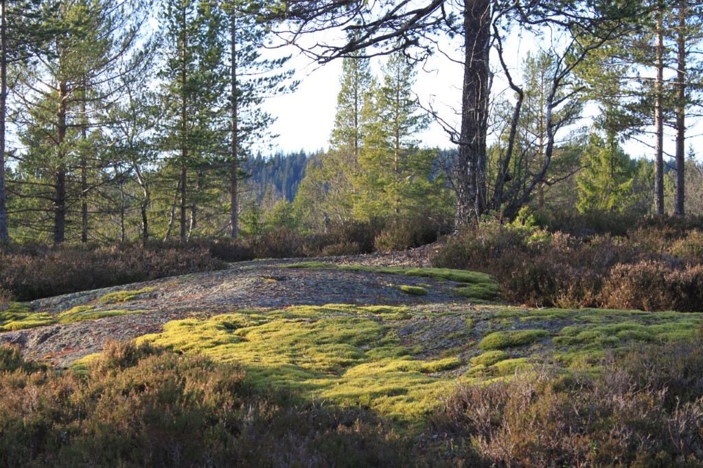 Avslutning på turorienteringssesongen 4. november