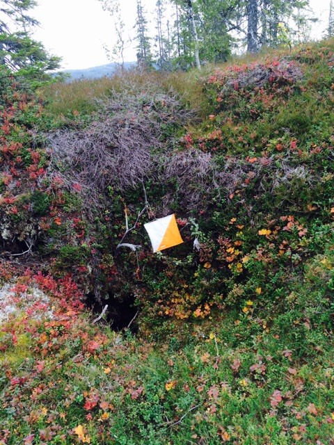 Treningsløp på Selbuskogen 15/9