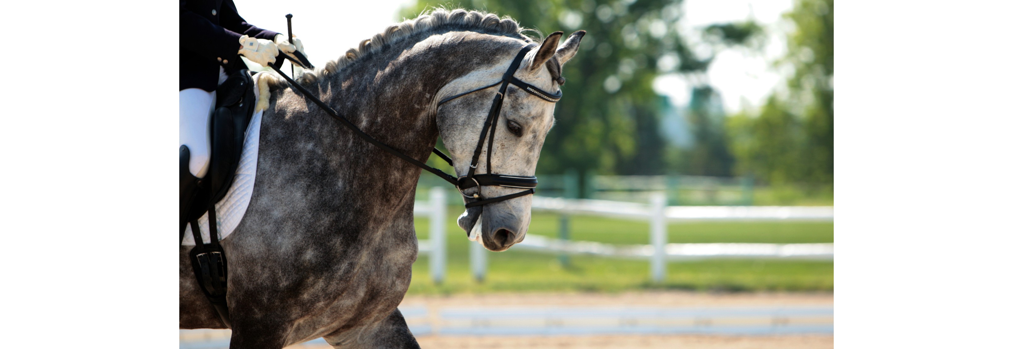 Vårstevne på Øvrevoll galoppbane - dressur