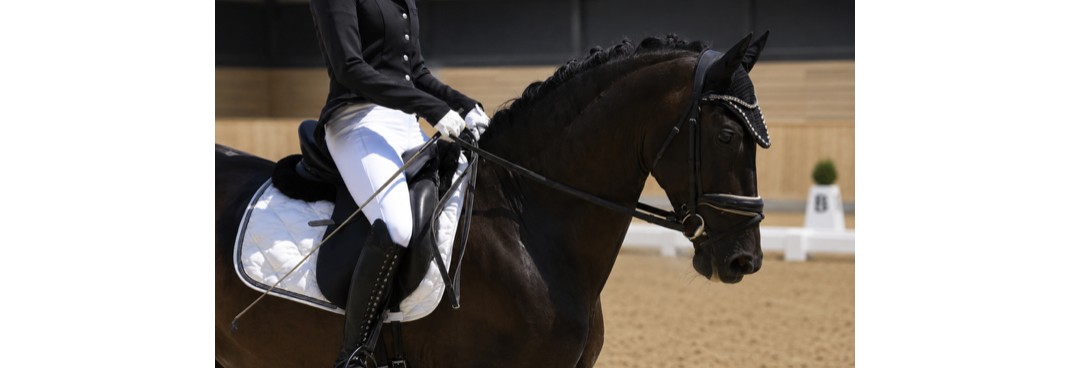 Dressurstevne L/E- hest og ponni på X MEETING POINT 2026