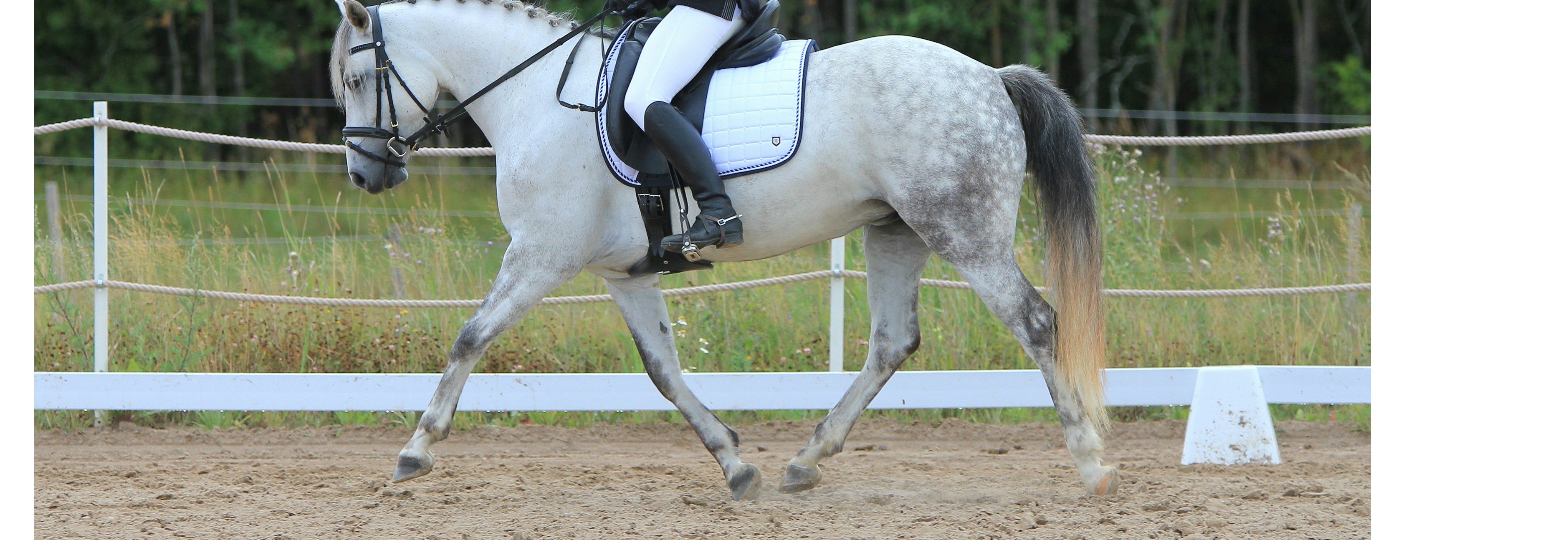 D/L-stevne med unghestklasser og VA