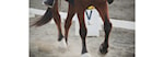 Klubbstevne Dressur