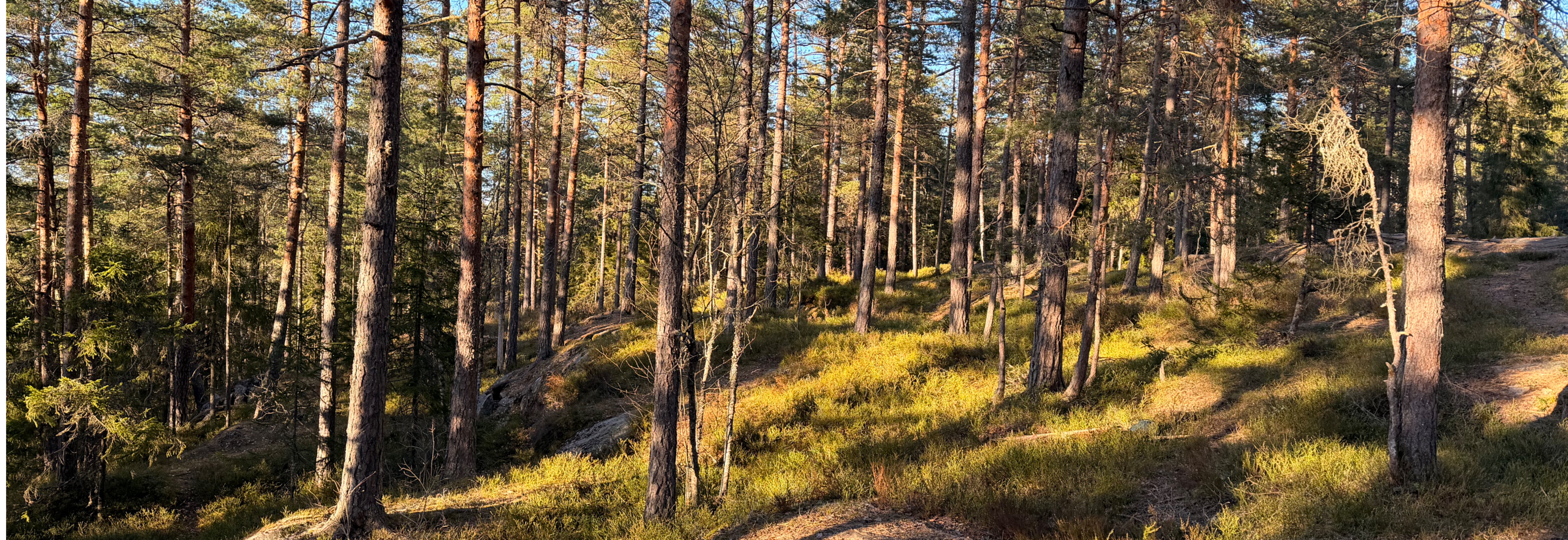 Trening Bøleråsen Skole - Korridororienetering
