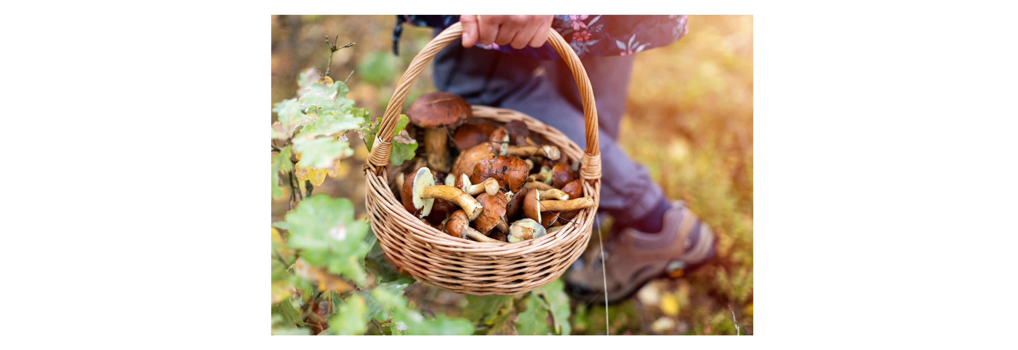 Mushroom Picking