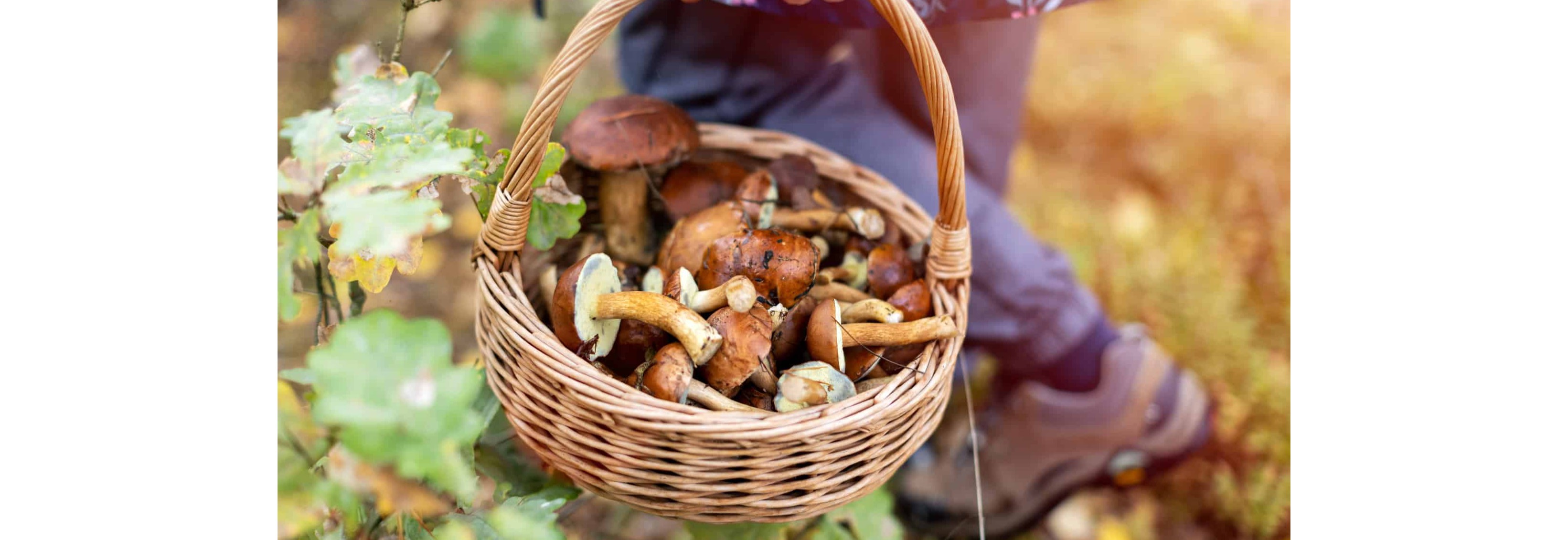 Mushroom Foraging at Kringlevann