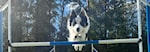Oppfølgingskurs: Agility (torsdager - ute)