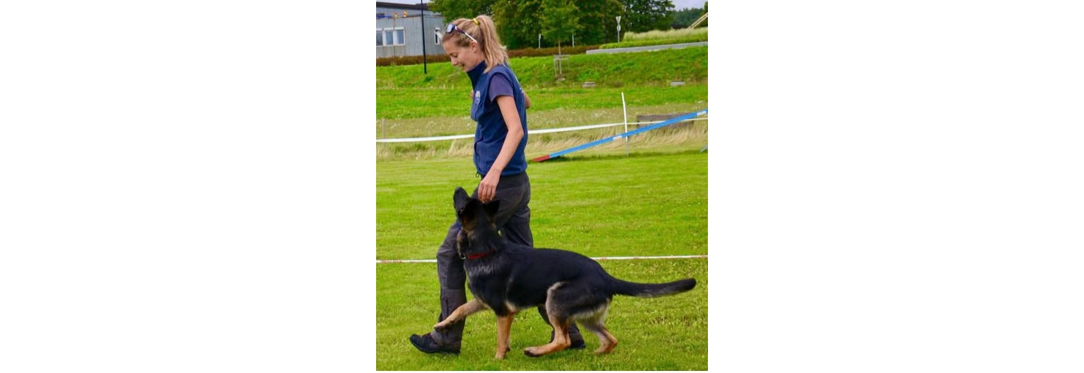 Pertitrening i LP/Brukslydighet - oppstart 7. april