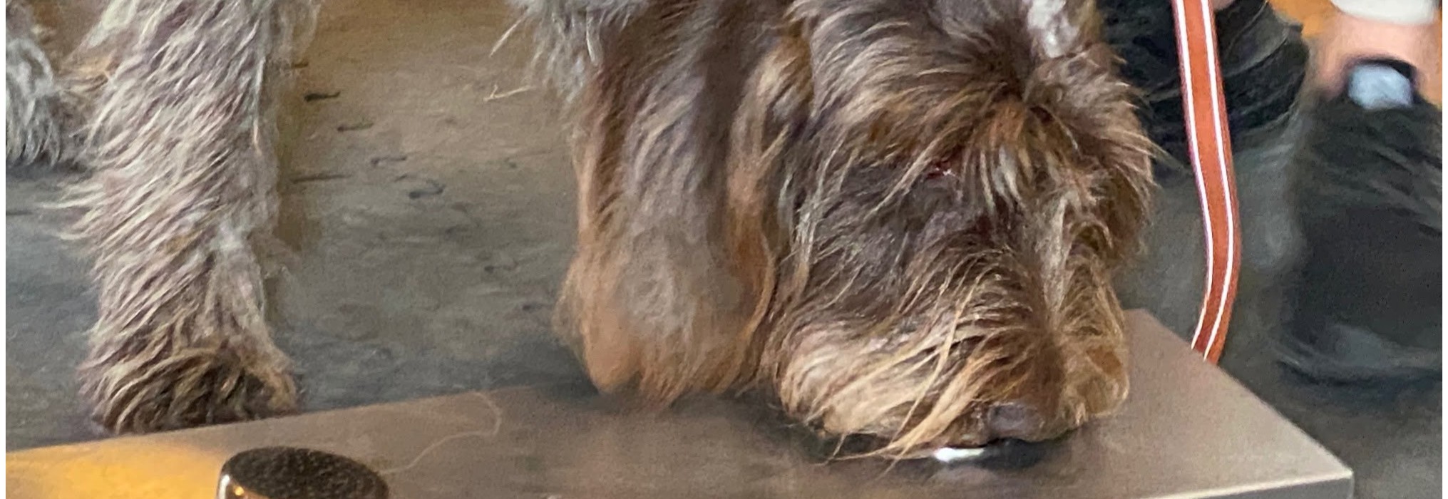 Smeller: Videregående kurs 🐾 Klar for å snuse deg videre? 