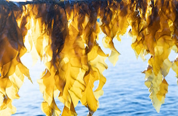 31.1: Foredrag Lars Dalen: Hvordan kan vi bidra til å restaurere et område i fjorden