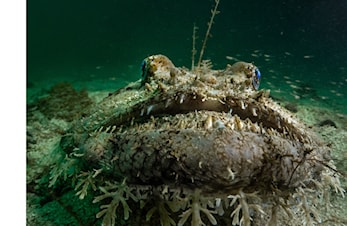 Workshop i undervannsfoto