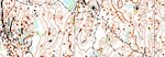 Tirsdagstrening A/B/C- nivå - Vardåsen