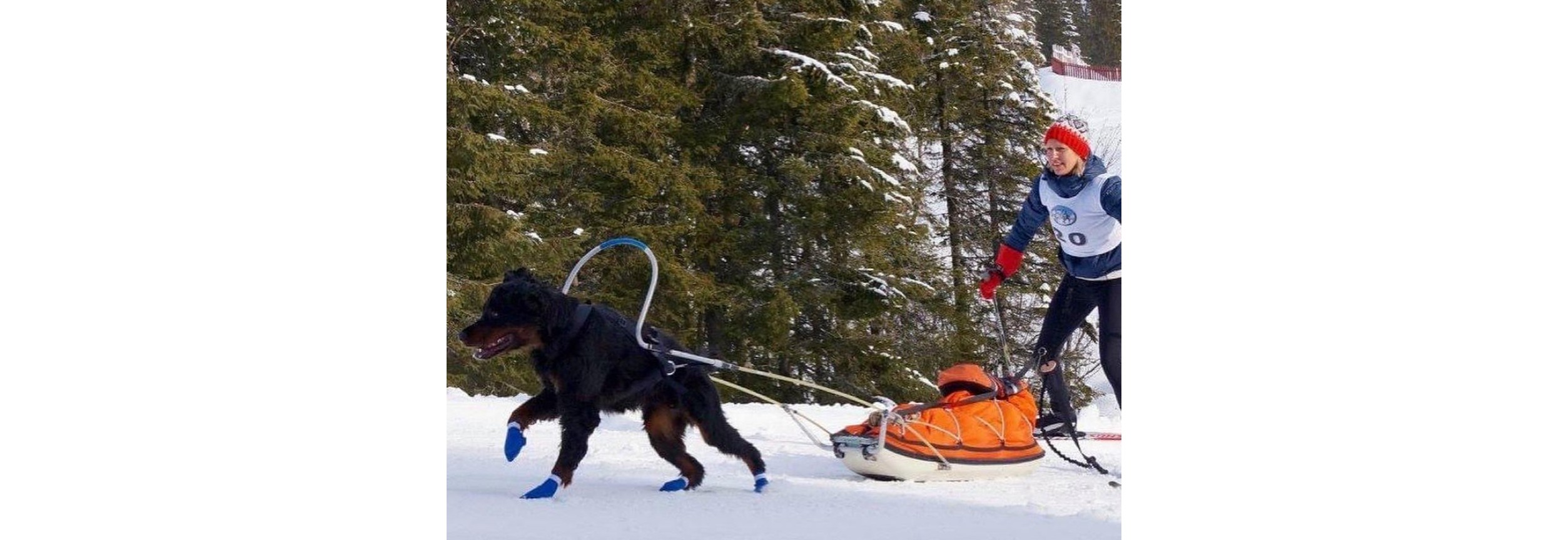 Ny hundekjører: Delta i ditt første løp!