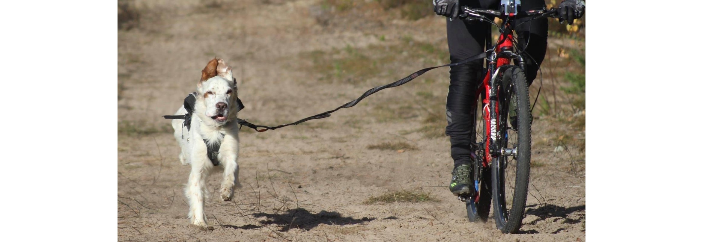 Minikurs i Trekktrening med hund