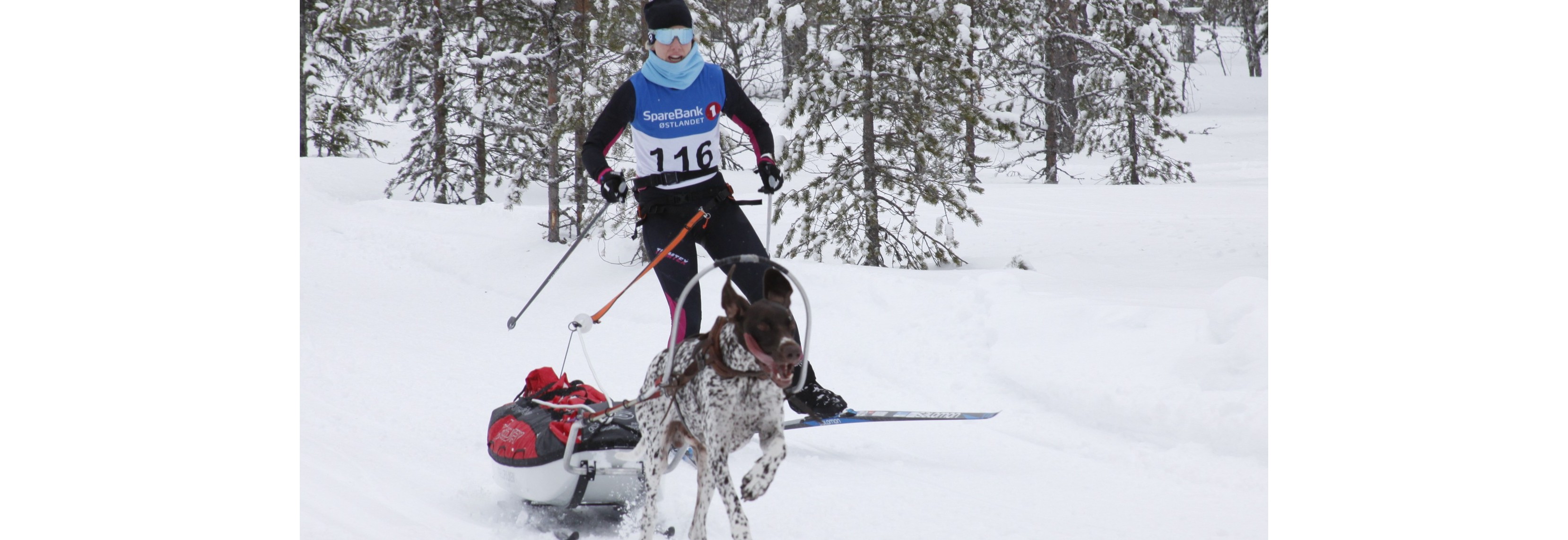 Bli kjent med Seppalaløpet og kjøring med pulk!