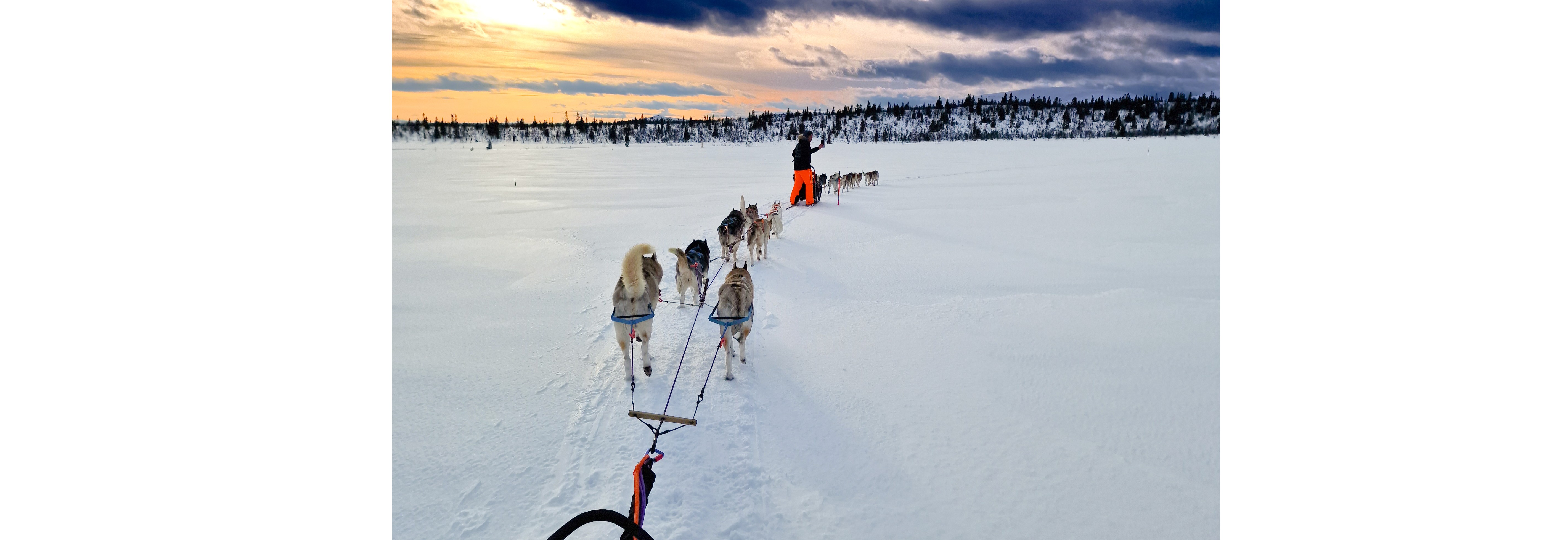 Langdistanse: Introkurs til langdistanse hundekjøring