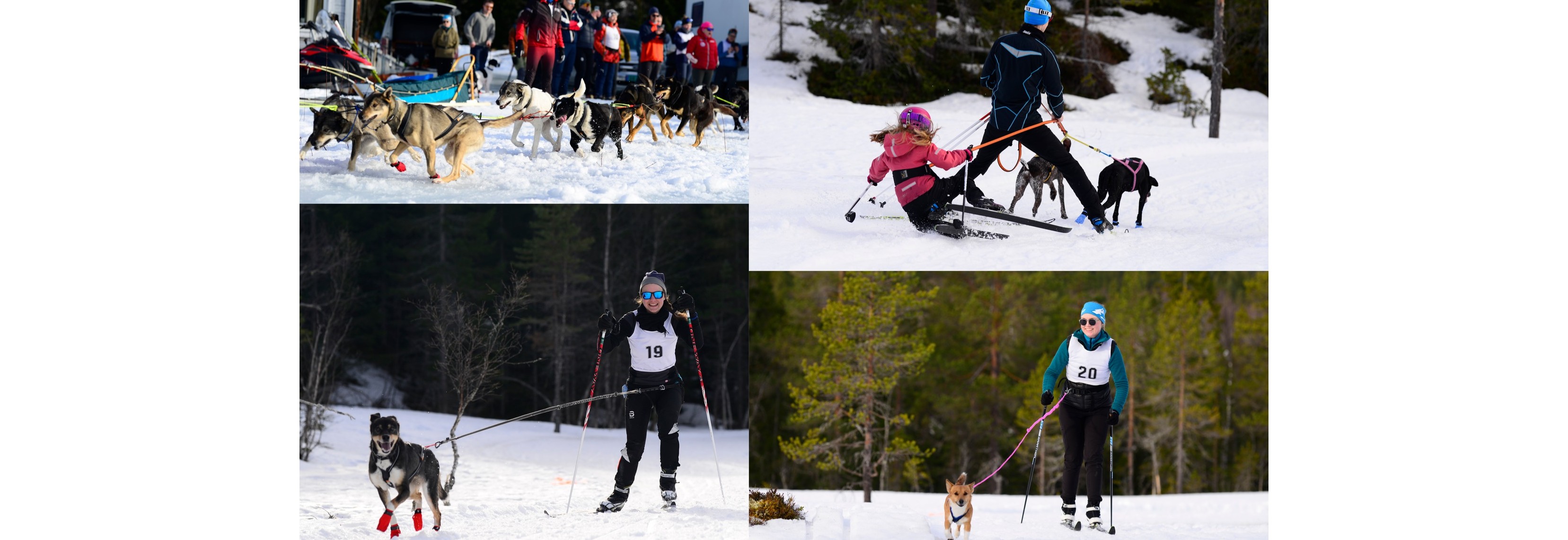 Introkveld til hundekjøring med Trine Sørum
