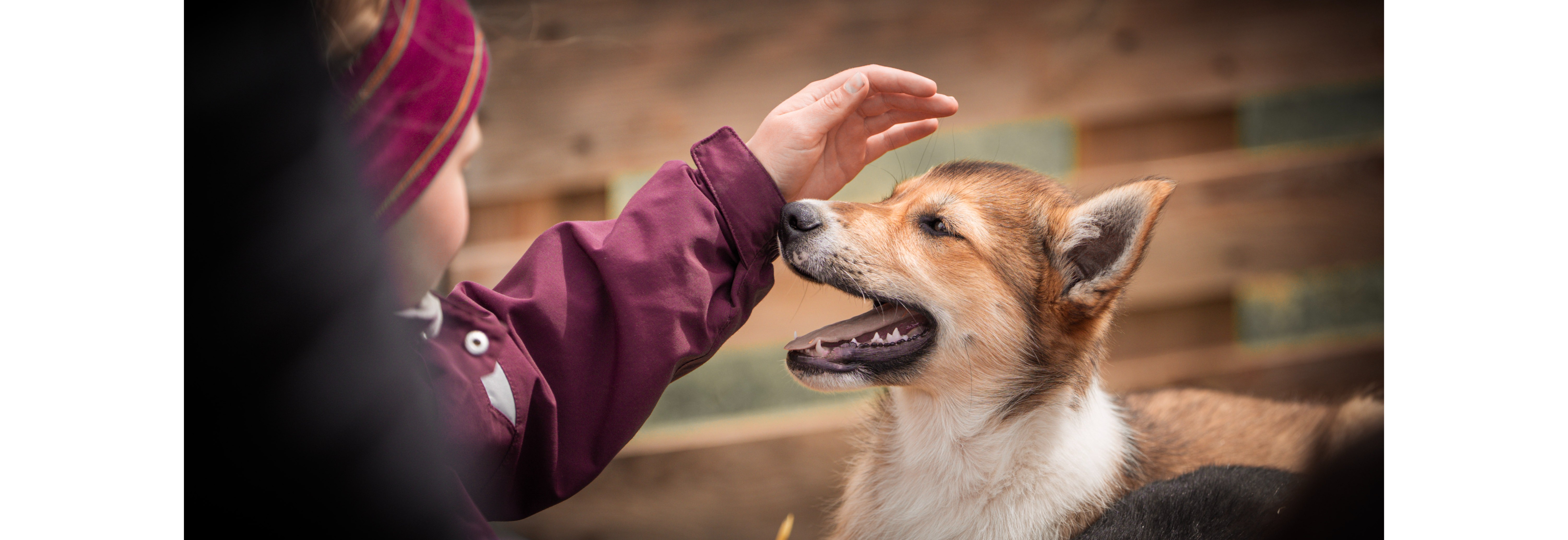 Trekkhundaktivitet sammen med Barnas Turlag Folldal