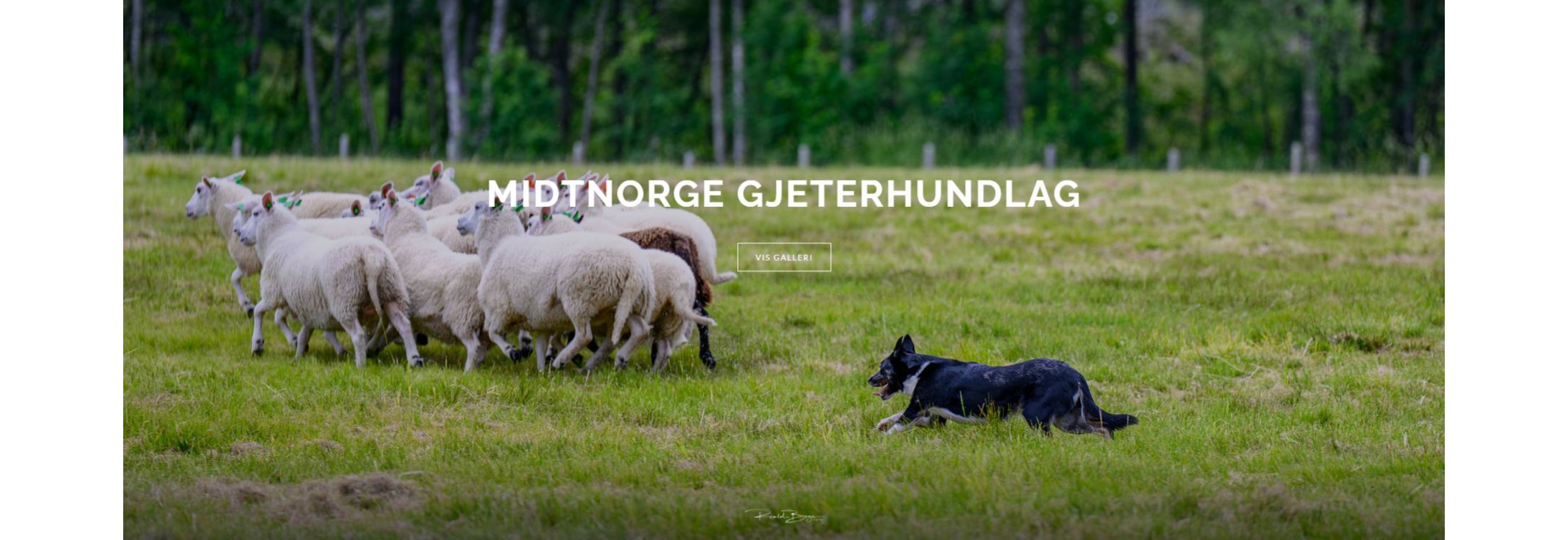 Gjeterhundtrening v/MidtNorge Gjeterhundlag