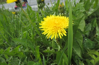 Dugnad MANDAG 06.06 KL. 18.00 for ungdomsgruppa