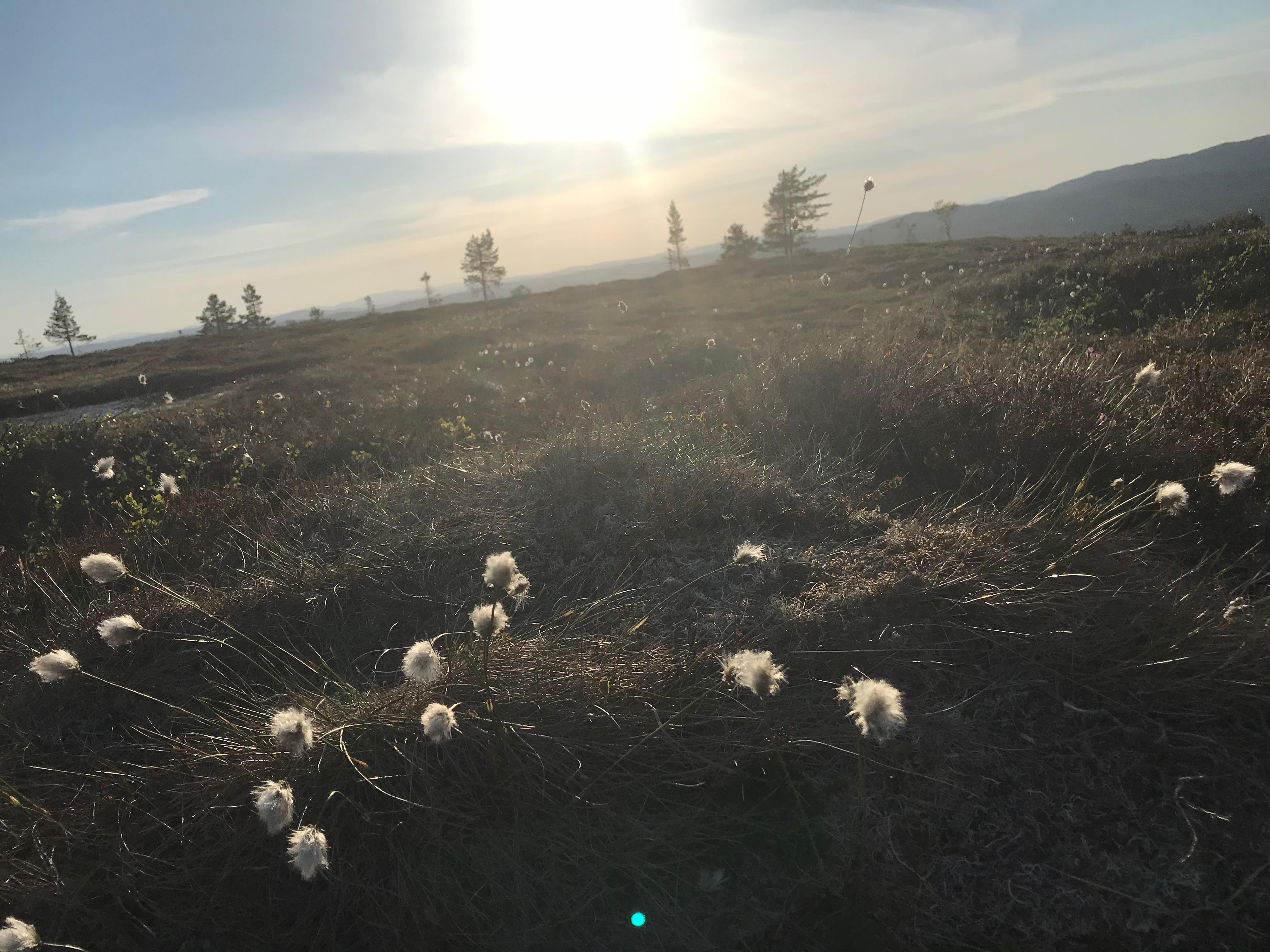 Månedens trimpost i juni er Gudrunhula, månedens trimmer i mai ble....
