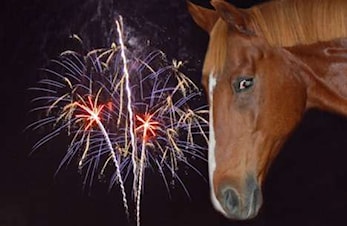 Kjære medlemmer av Bergen Rideklubb