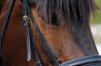 Sommerkurs med Amund