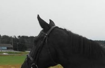 L-stevne Sørlandsparken Rideklubb 25 – 27. november 2016