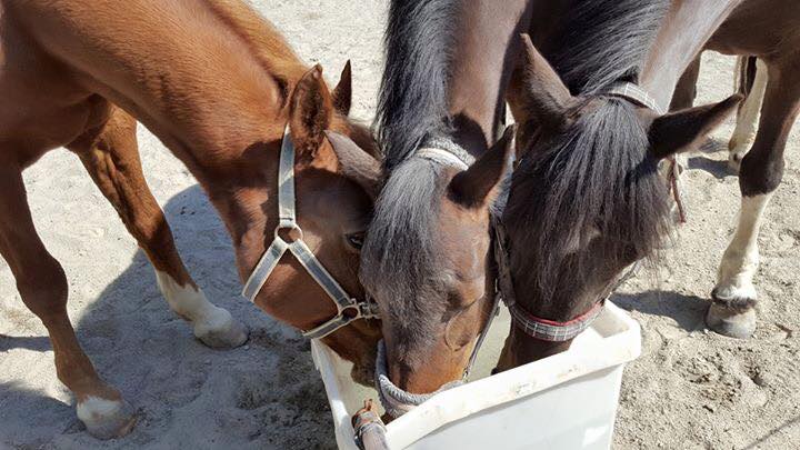 Skolehestene koser seg i finværet