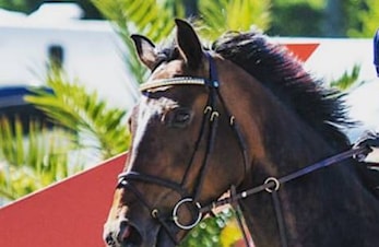 E-stevne Arendal og Grimstad Rideklubb 09-12.11.2017