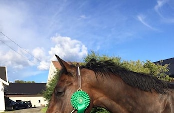 E-stevne med Breeders Open og Norsk Breeders Trophy 18.-20. august 2017
