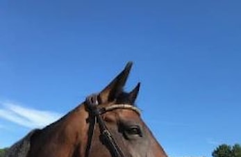 D-stevne Arendal og Grimstad Rideklubb 05-08.juli 2018
