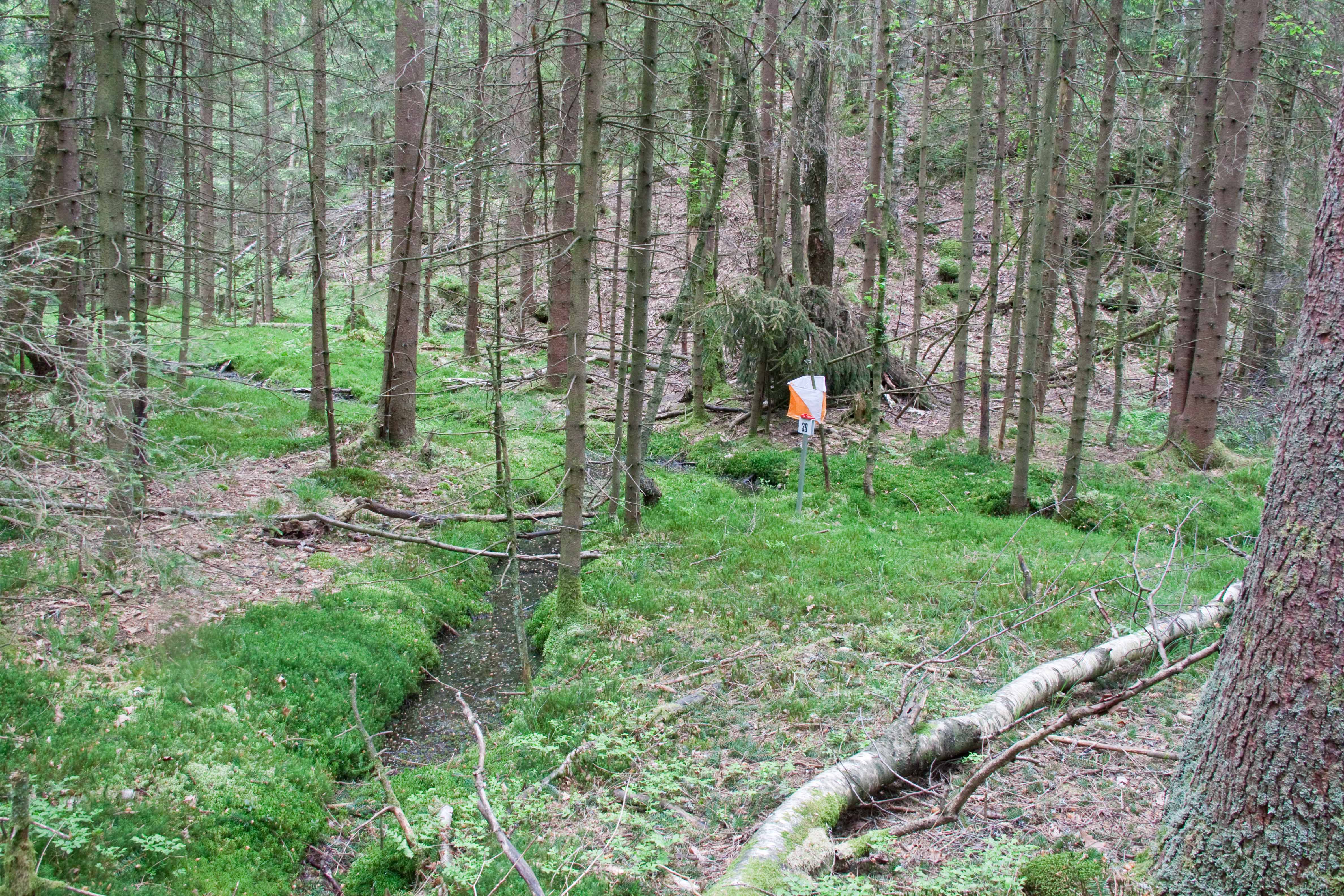 Løyper fra nærløp 7.juni
