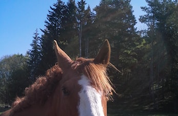 Invitasjon til kurs i mental trening søndag 21 januar