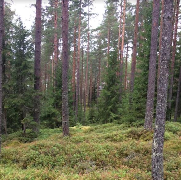 Mellomdistanseløp søndag 17 september på Tangen Øst
