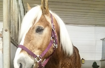 Hest(er) søker forrytter(e)!