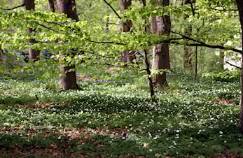 Vårcup løp (siste)