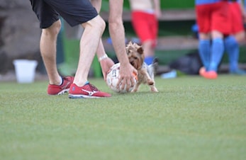 Enga gjort til hundemat av rekruttlaget