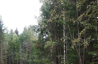 Lyset er satt på i lysløypa nå.