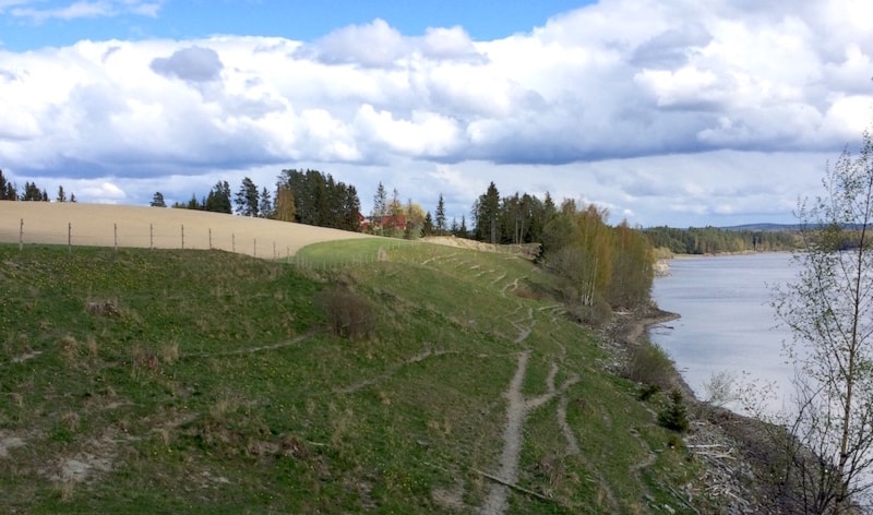 Beitemark ved Glomma