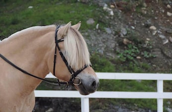 (FULLT) Me har ledige plasser i rideskulen