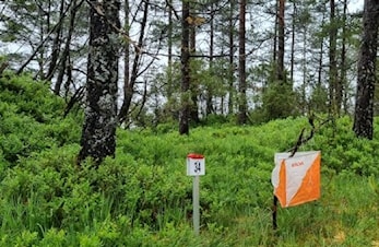 Sunnfjordorienteringa - resultat