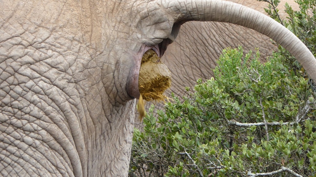 elefant-driter.JPG