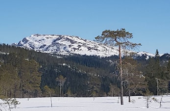 Hærvolrennet Søndag 24.02.2019. Deltakere og resultater.