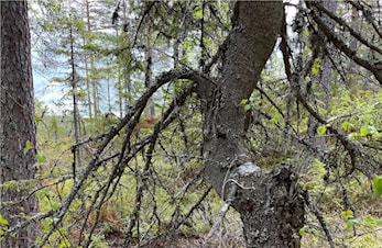 Treningsløp Steindammen (Øyvann)